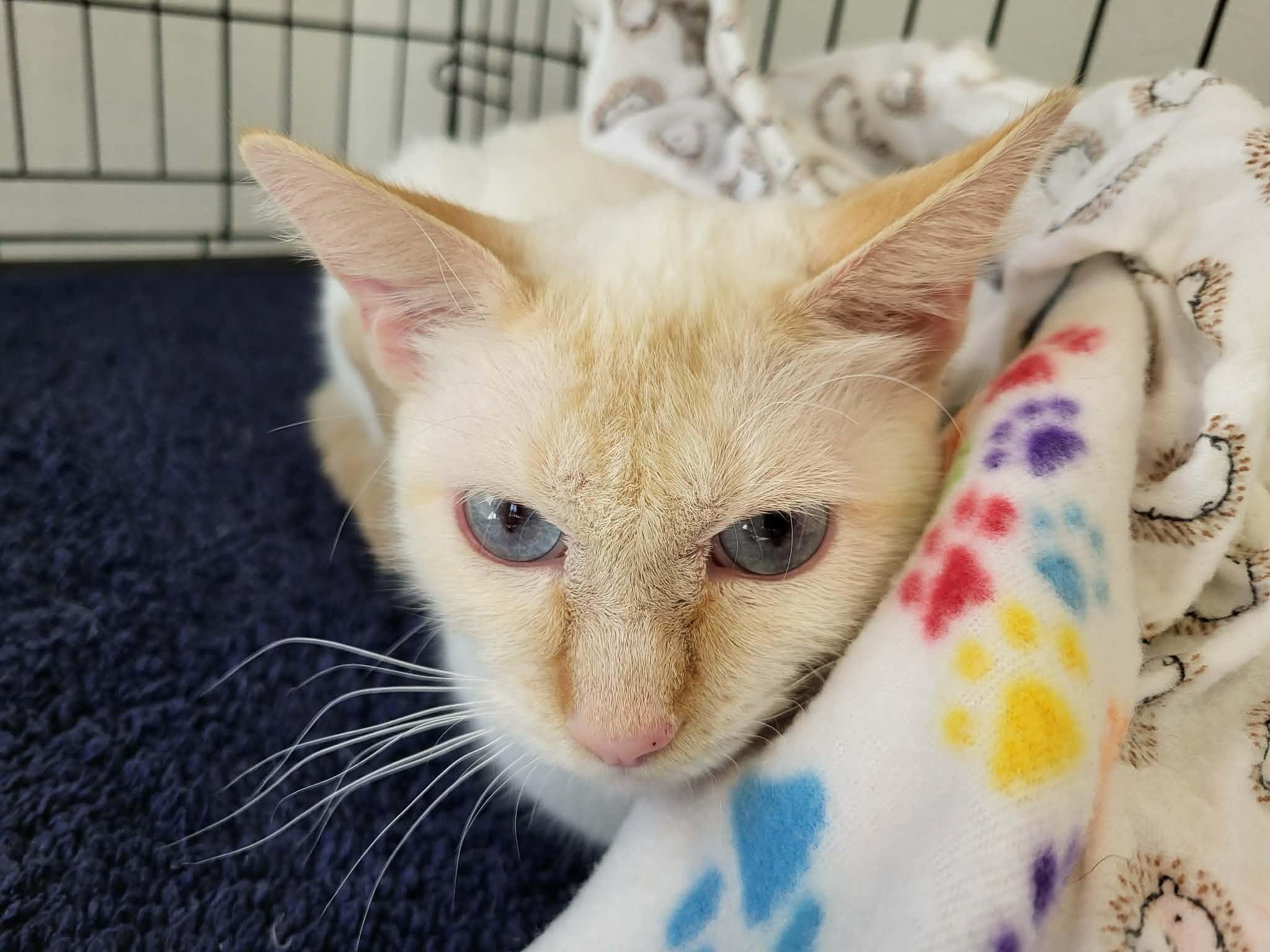 Enlarge Ami, a Adoptable mixed breed in Lewiston, ID image 1/2