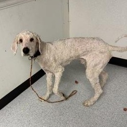 Bango, ADOPTABLE, Adult Male Standard Poodle.
