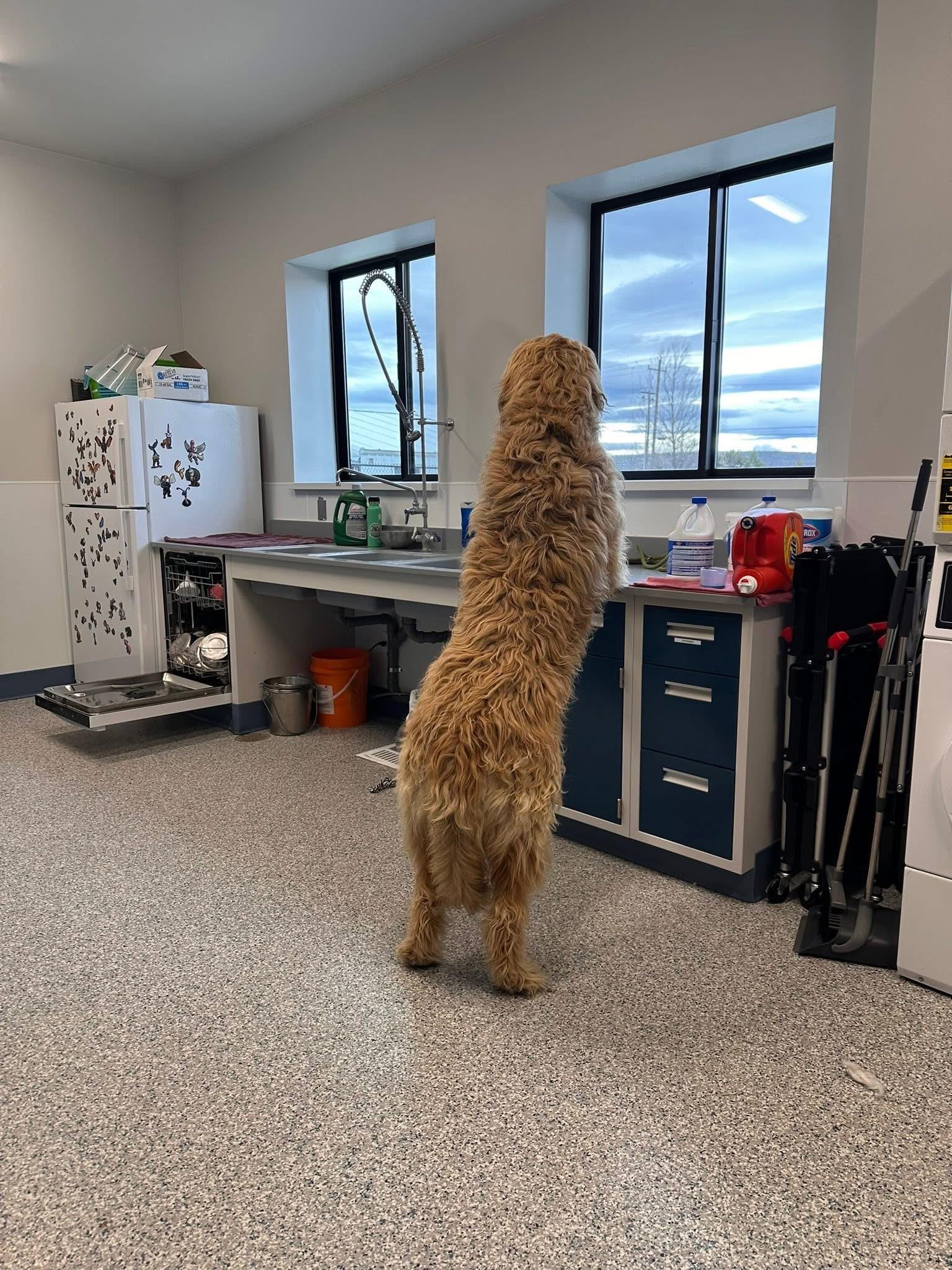 Enlarge Frank, an adoptable mixed breed in Prineville, OR image 4/6