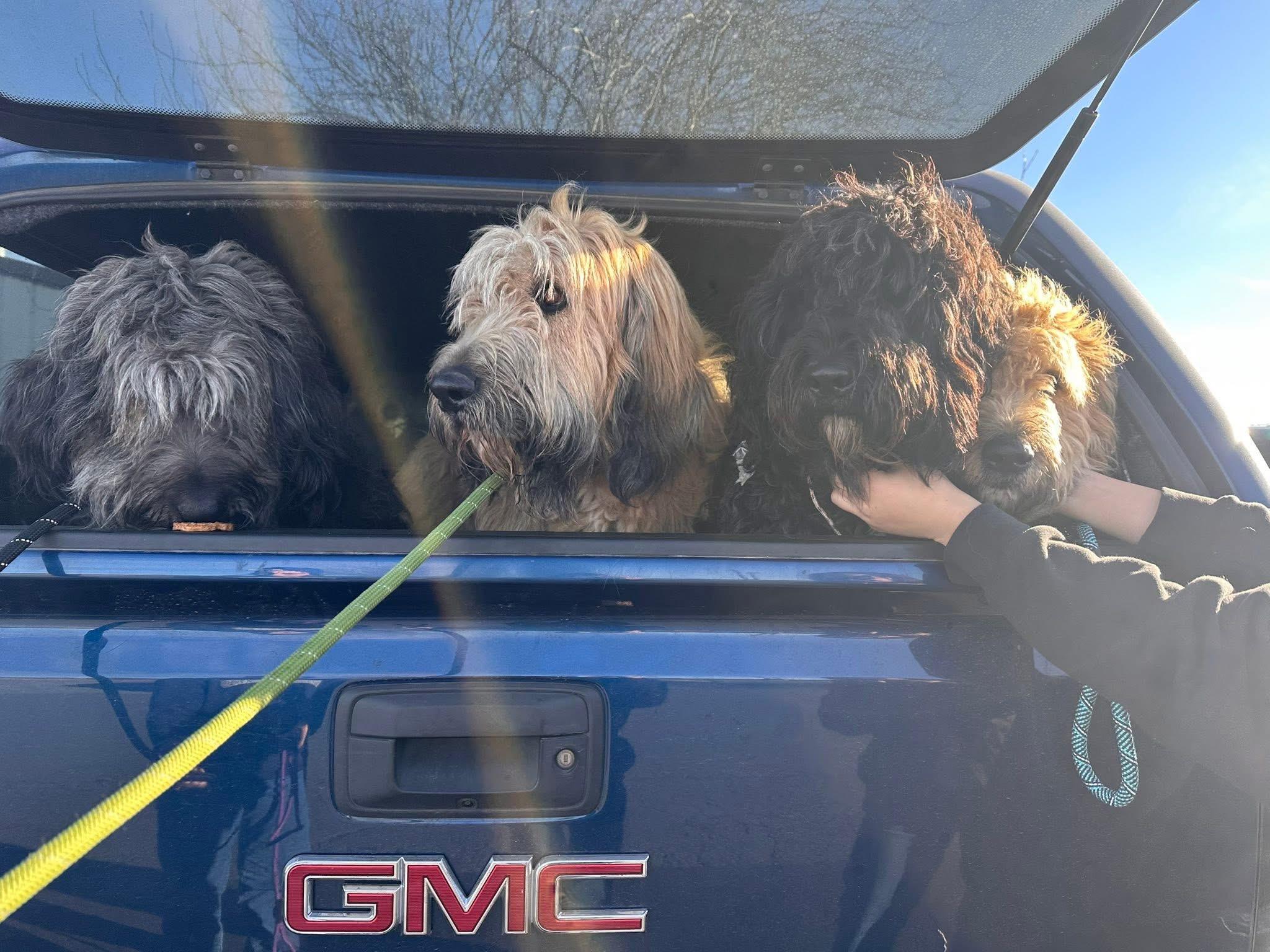 Enlarge Frank, an adoptable mixed breed in Prineville, OR image 6/6