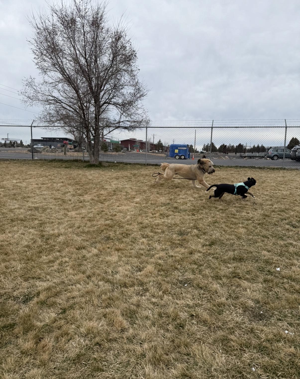 Enlarge Frank, an adopted mixed breed in Prineville, OR image 6/6