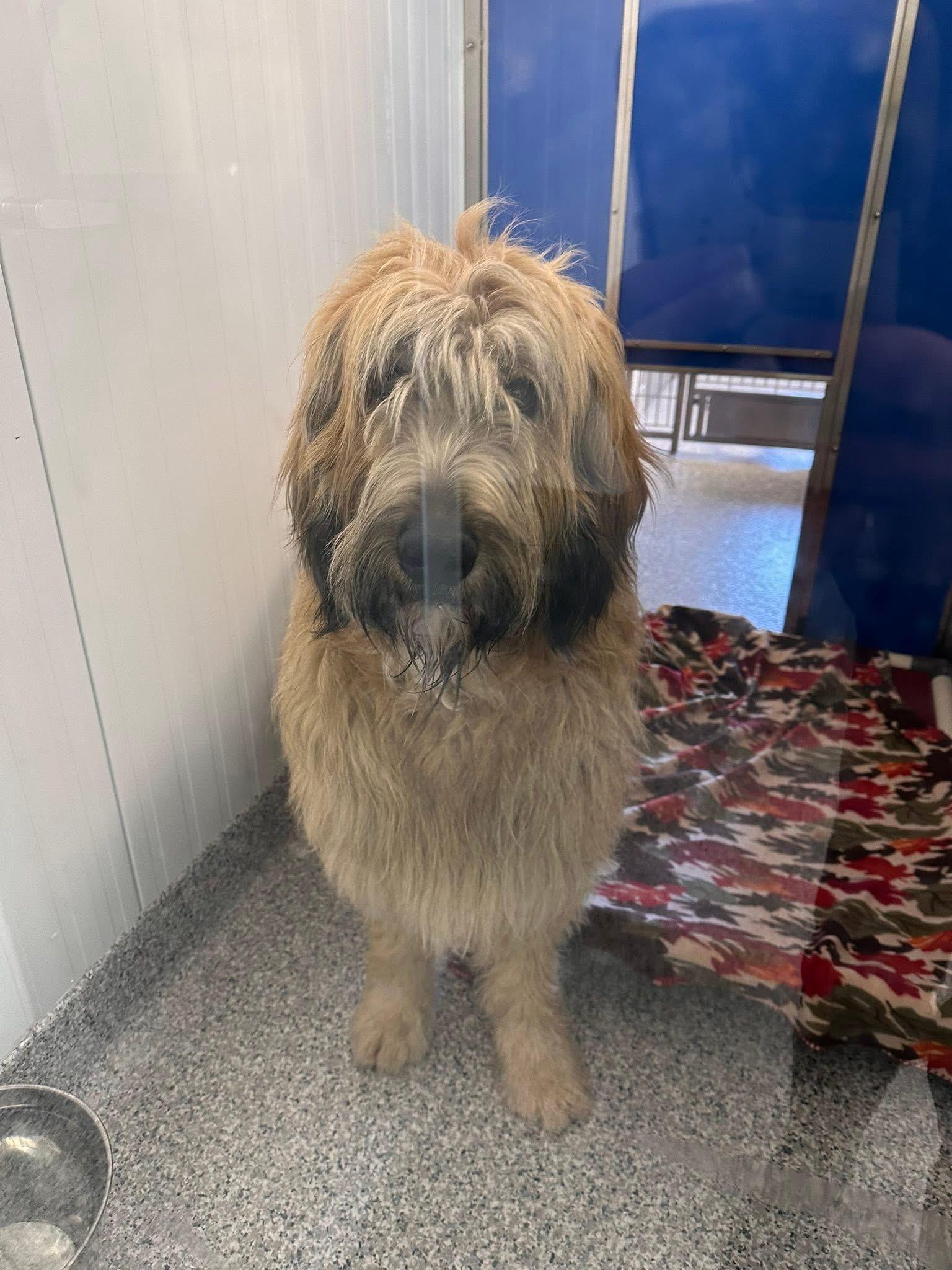 Enlarge Frank, an adoptable mixed breed in Prineville, OR image 5/6