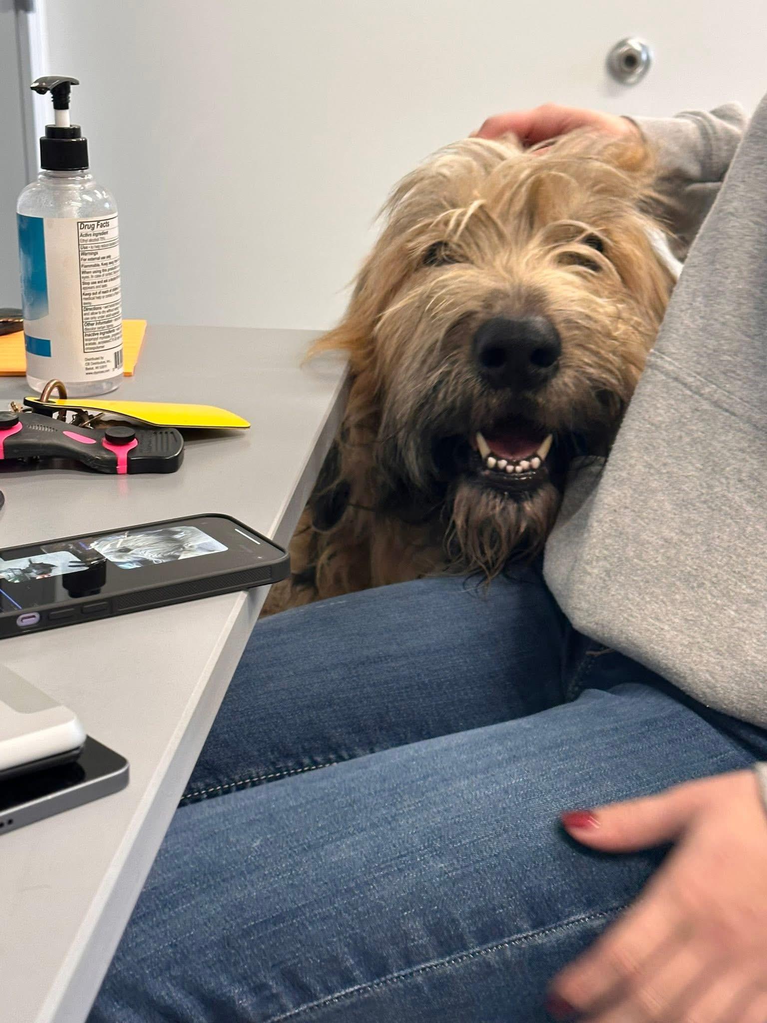 Enlarge Frank, an adoptable mixed breed in Prineville, OR image 2/6