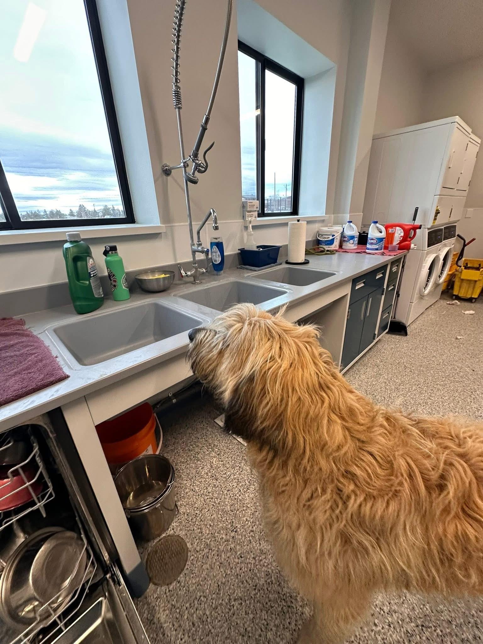 Enlarge Frank, an adoptable mixed breed in Prineville, OR image 3/6