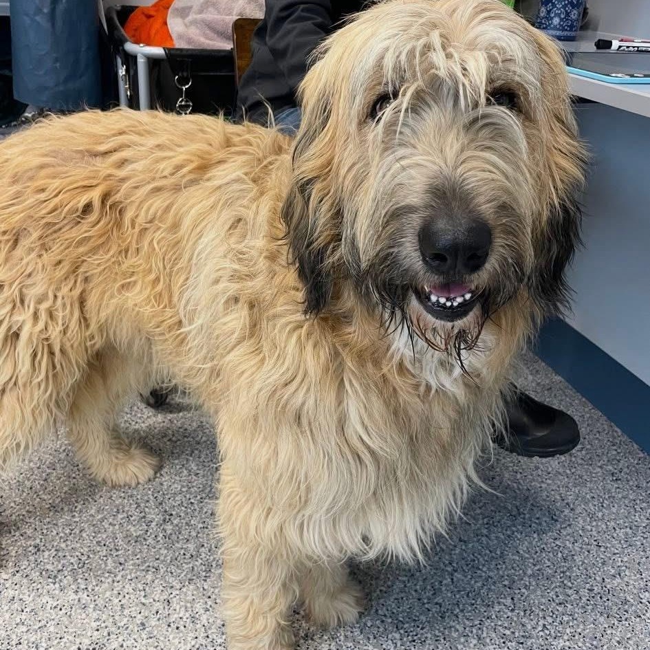Frank, adoptable, Adult Male Irish Wolfhound.