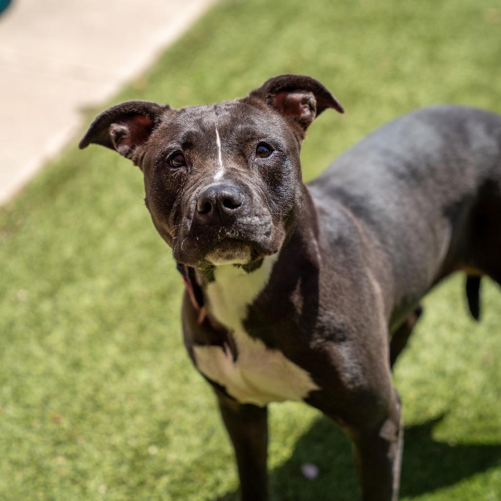 Porshia, Adoptable, Adult Female Terrier & Mixed Breed.
