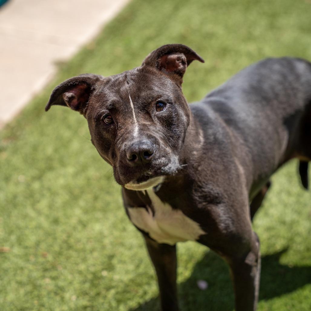 Porshia, a Adoptable mixed breed in Gainesville, GA image 2/3