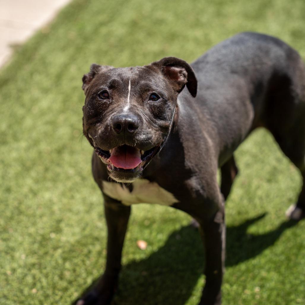 Porshia, a Adoptable mixed breed in Gainesville, GA image 3/3