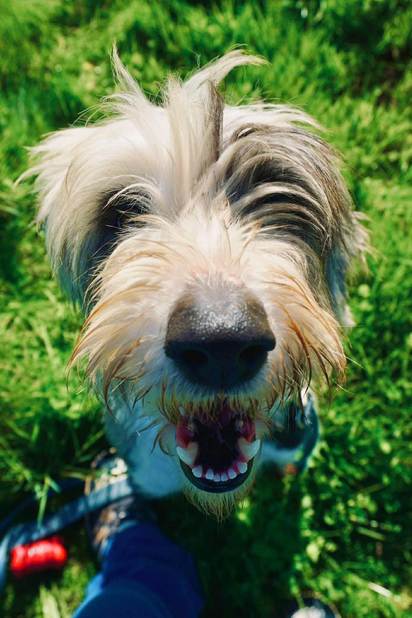 Yuma, ADOPTABLE, Young Female Old English Sheepdog & Sheepadoodle.