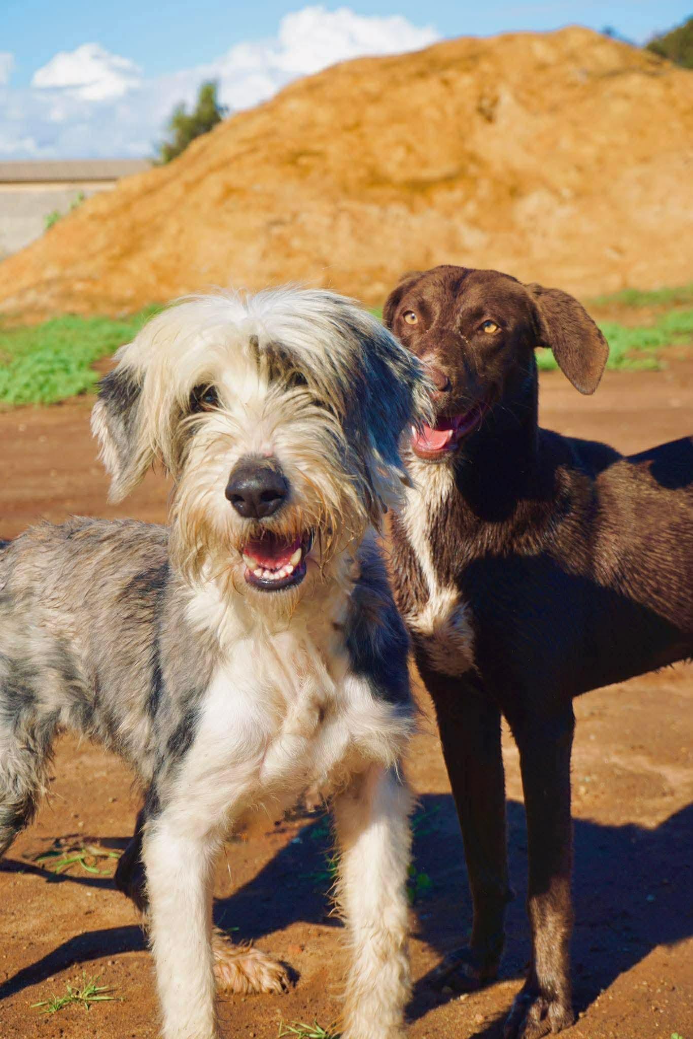 Yuma, a ADOPTABLE mixed breed in San Diego, CA image 5/5