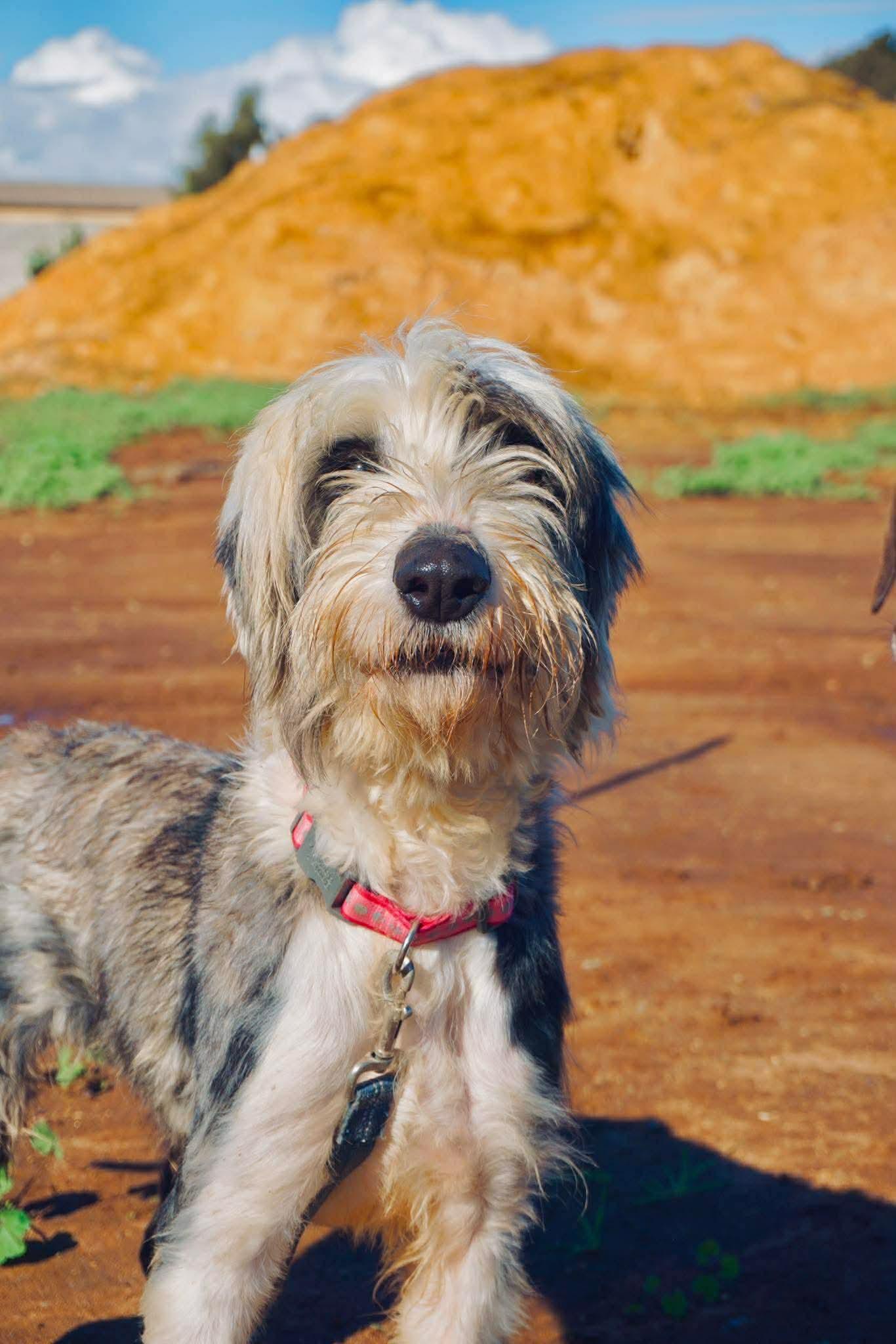 Yuma, a ADOPTABLE mixed breed in San Diego, CA image 3/5