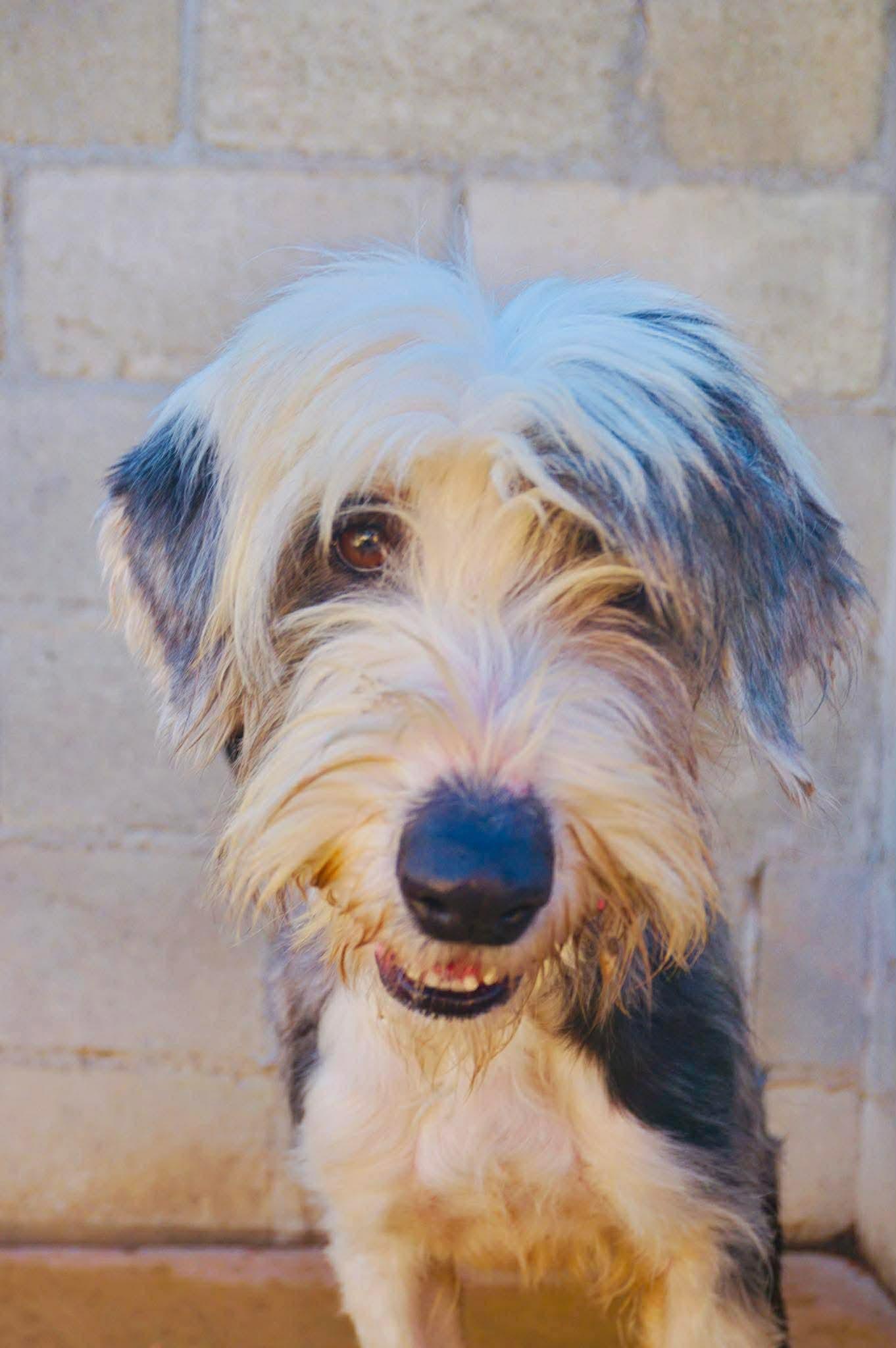 Yuma, a ADOPTABLE mixed breed in San Diego, CA image 4/5