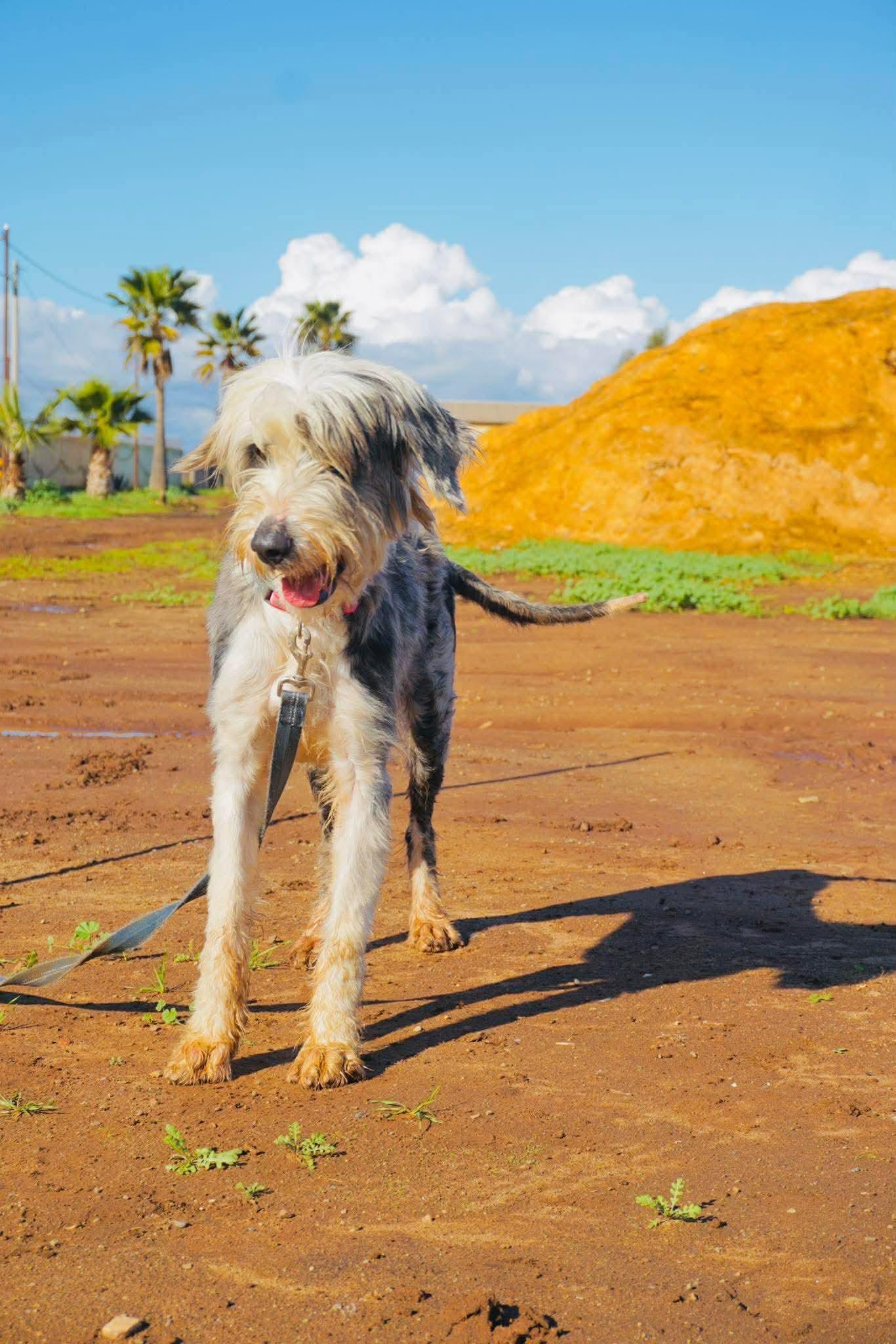 Yuma, a ADOPTABLE mixed breed in San Diego, CA image 2/5