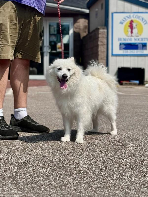 Axel, Adoptable, Adult Male American Eskimo Dog.