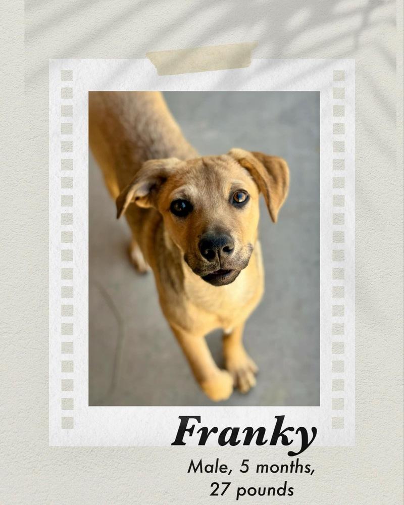 Enlarge Franky, a Adoptable mixed breed in Puerto Penasco, SON image 1/2