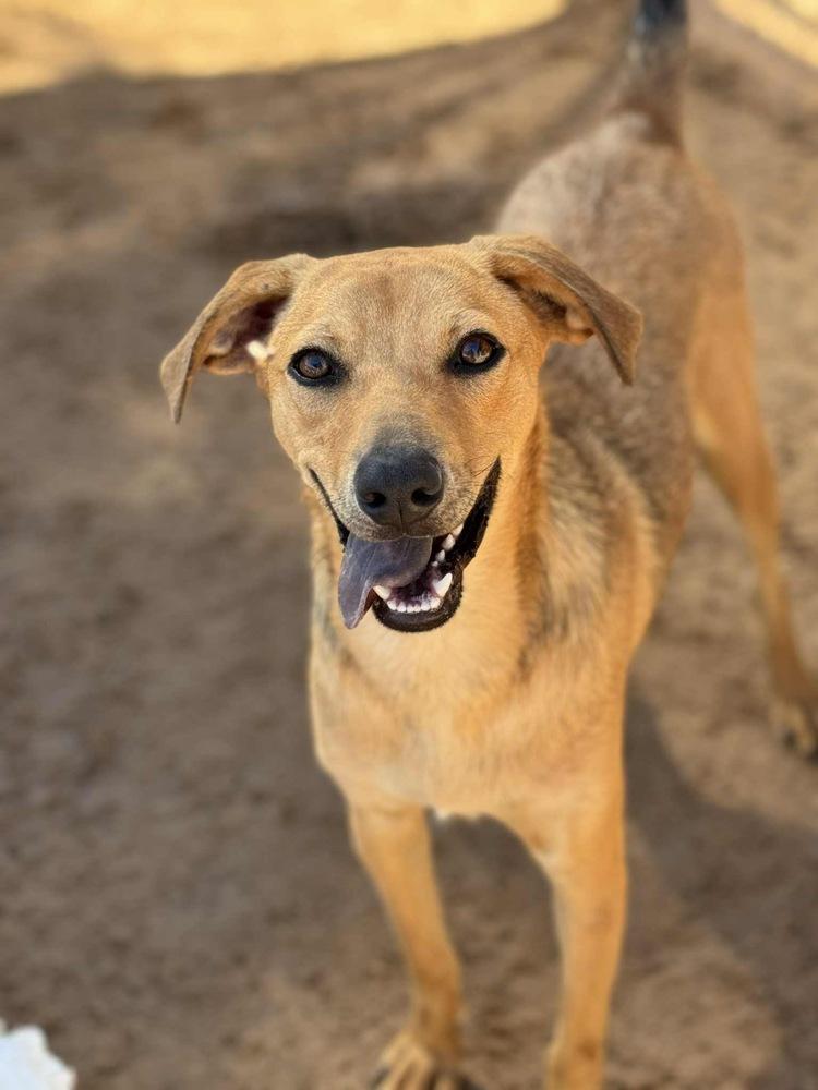 Enlarge Franky, a Adoptable mixed breed in Puerto Penasco, SON image 2/2