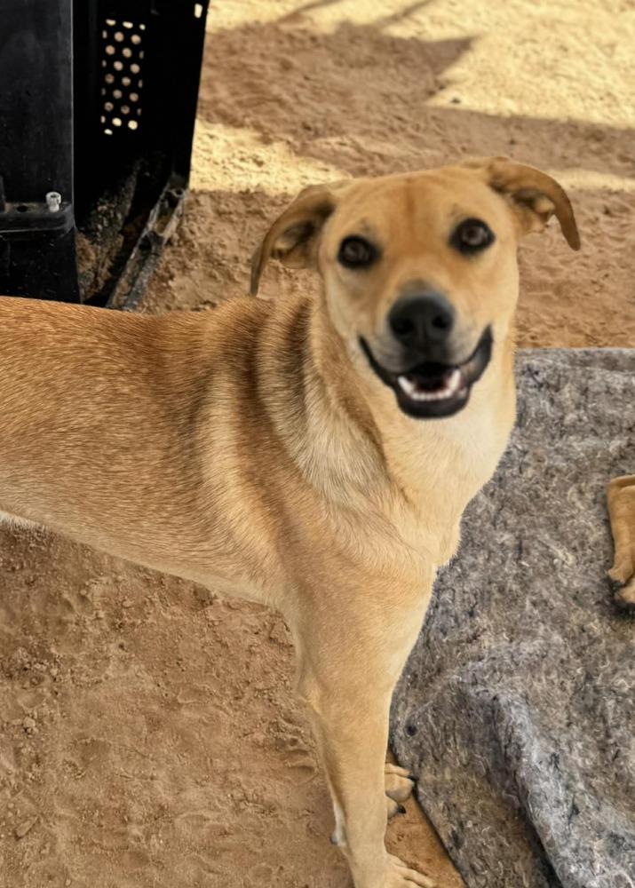 Enlarge Franky, a Adoptable mixed breed in Puerto Penasco, SON image 4/4