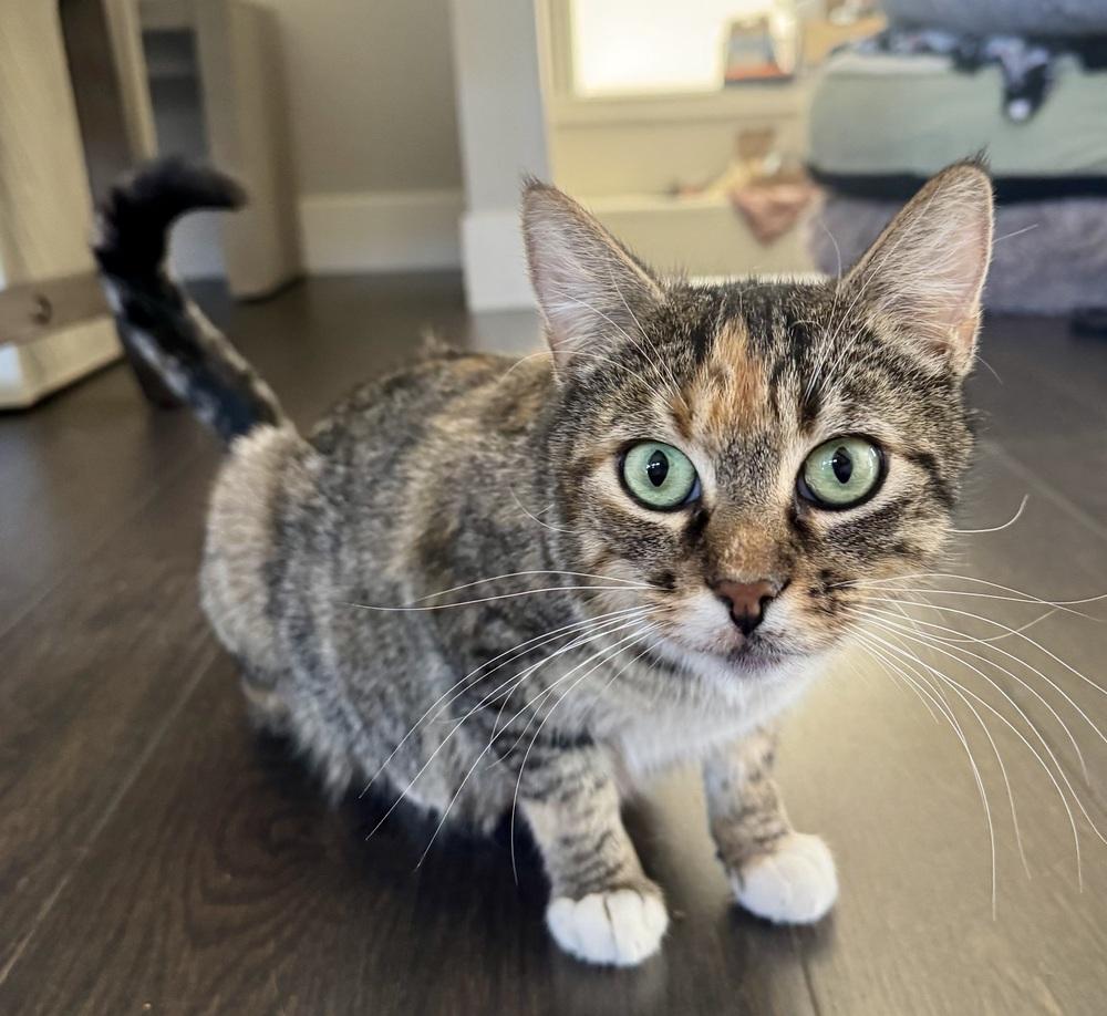 Enlarge CiCi, a Adoptable mixed breed in Lafayette, CO image 1/6