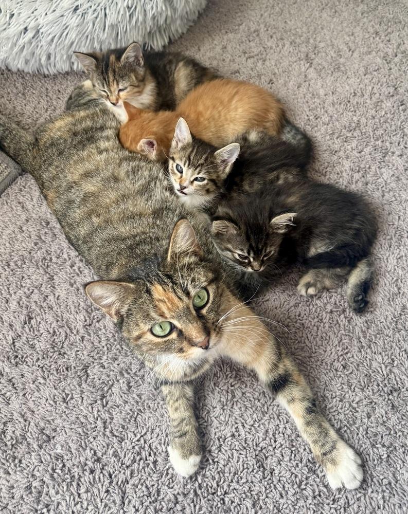 Enlarge CiCi, a Adoptable mixed breed in Lafayette, CO image 2/6