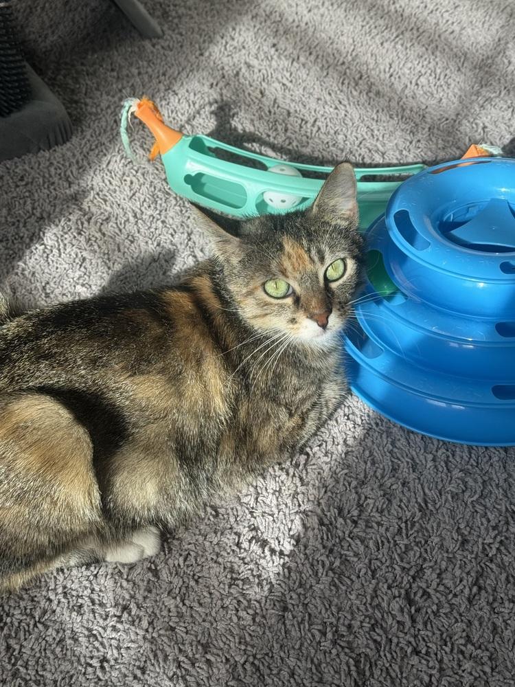 Enlarge CiCi, a Adoptable mixed breed in Lafayette, CO image 3/6