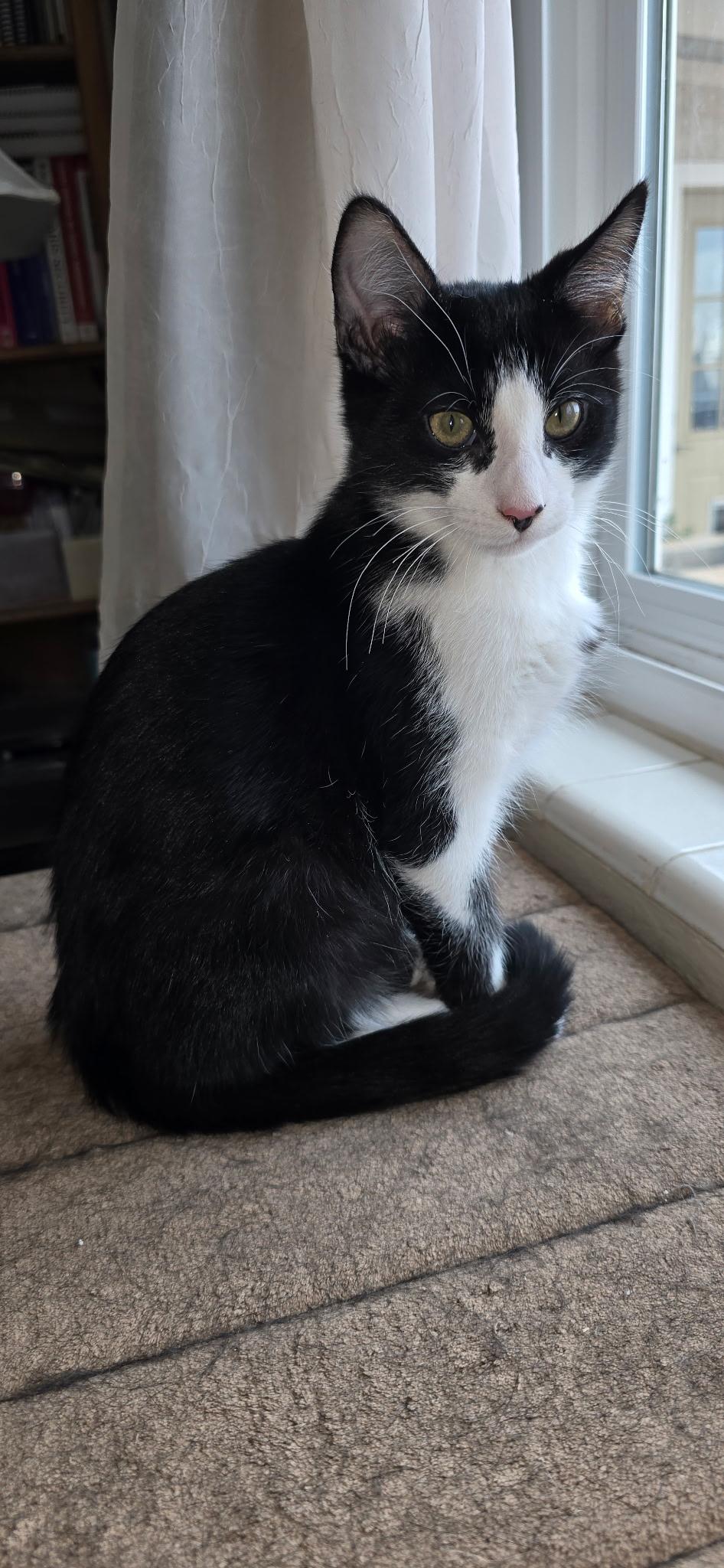 Pixel, Adoptable, Young Male Domestic Short Hair.