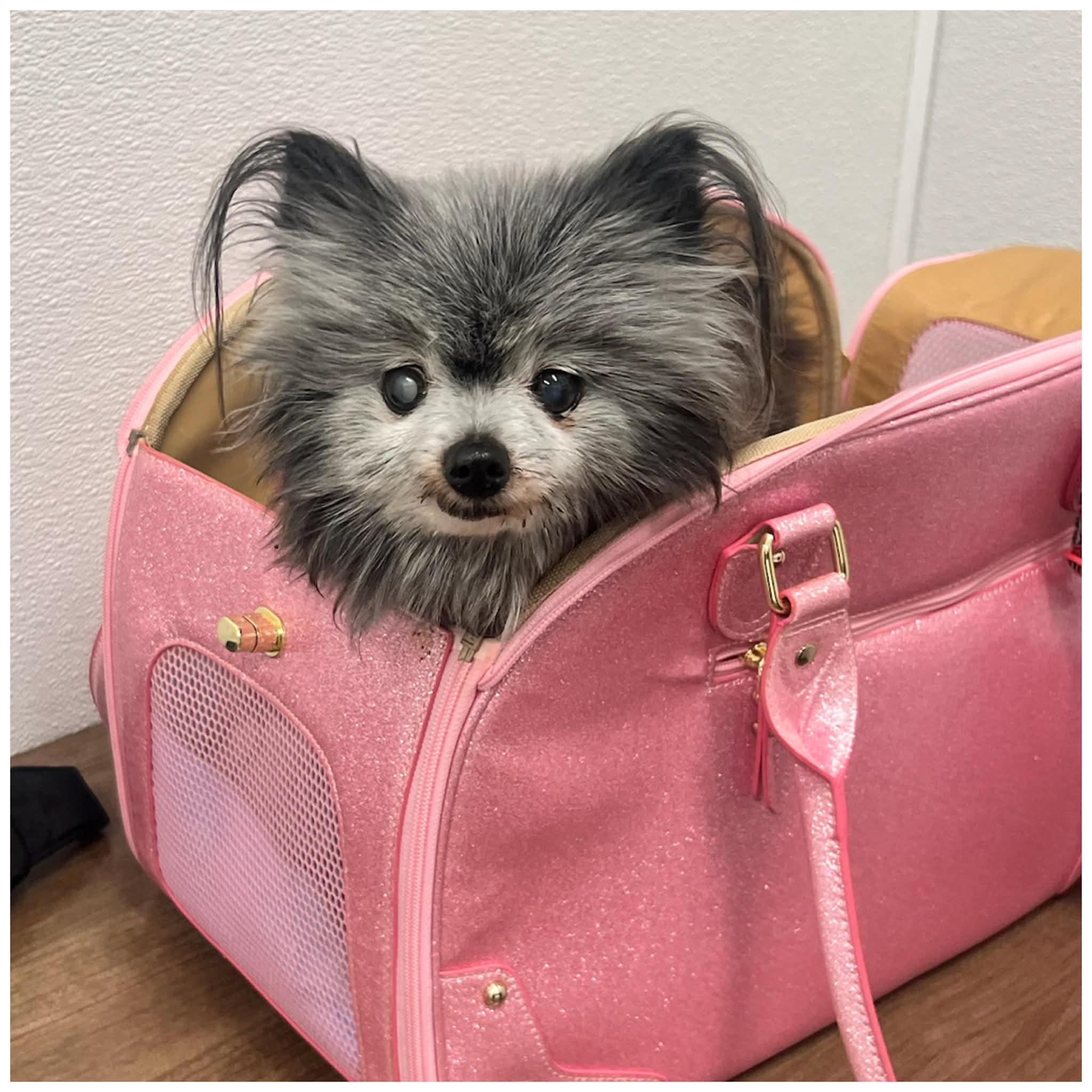 Enlarge Pom Pom, a ADOPTABLE Pomeranian in Clovis, CA image 1/3