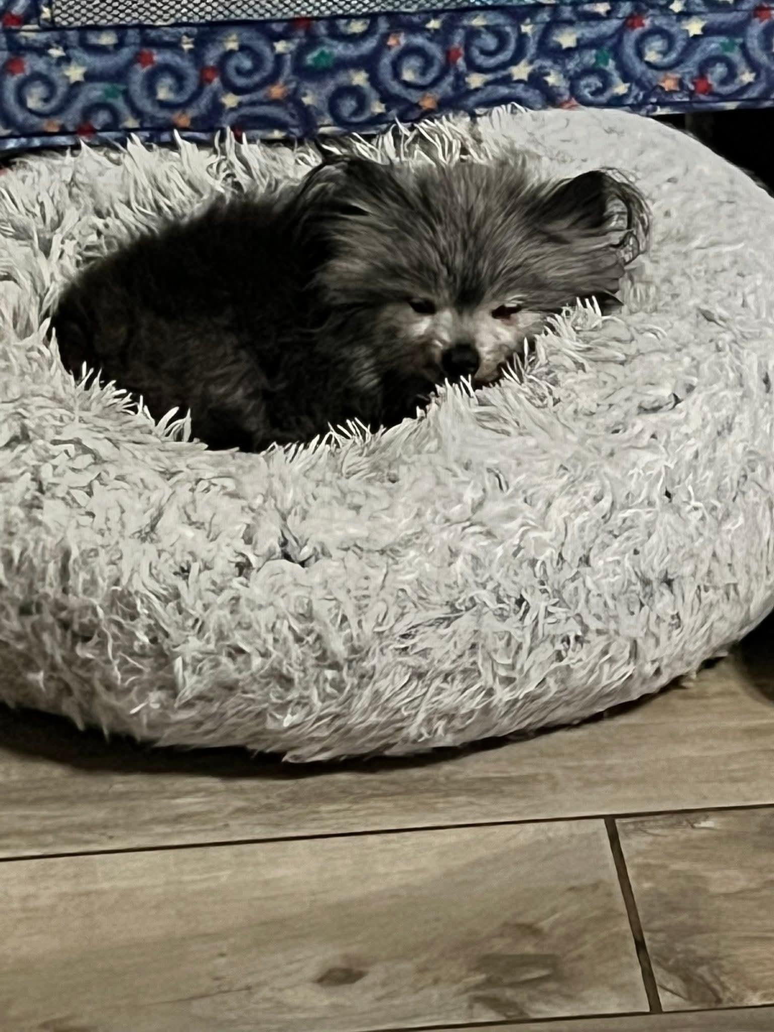 Enlarge Pom Pom, a ADOPTABLE Pomeranian in Clovis, CA image 2/3