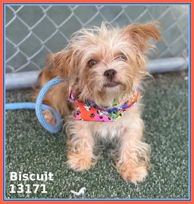 BISCUIT