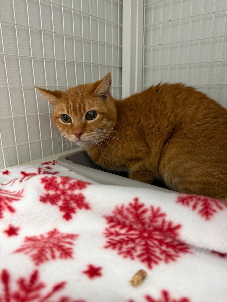 Enlarge Punkin, a Adoptable mixed breed in Brookings, OR image 1/1