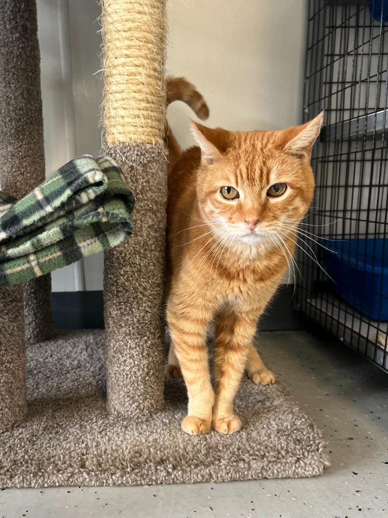 Punkin, Adoptable, Senior Female Domestic Short Hair.