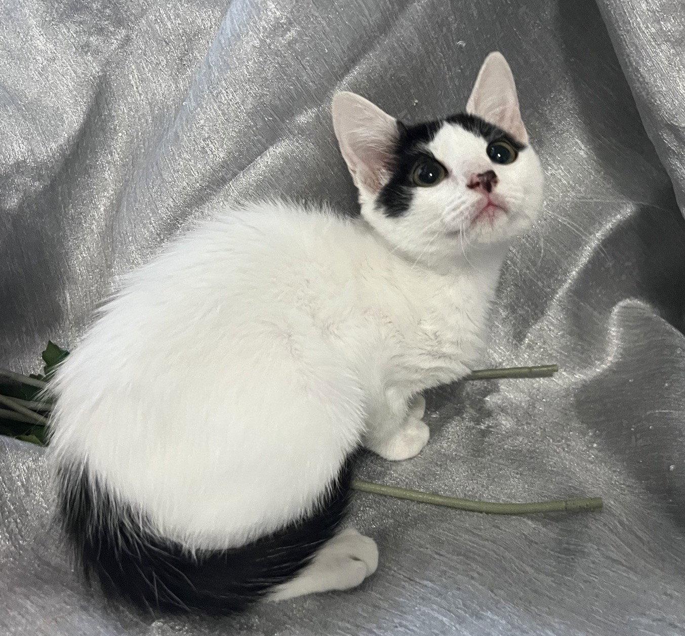 Mitzi, Adoptable, Kitten Female Domestic Short Hair.