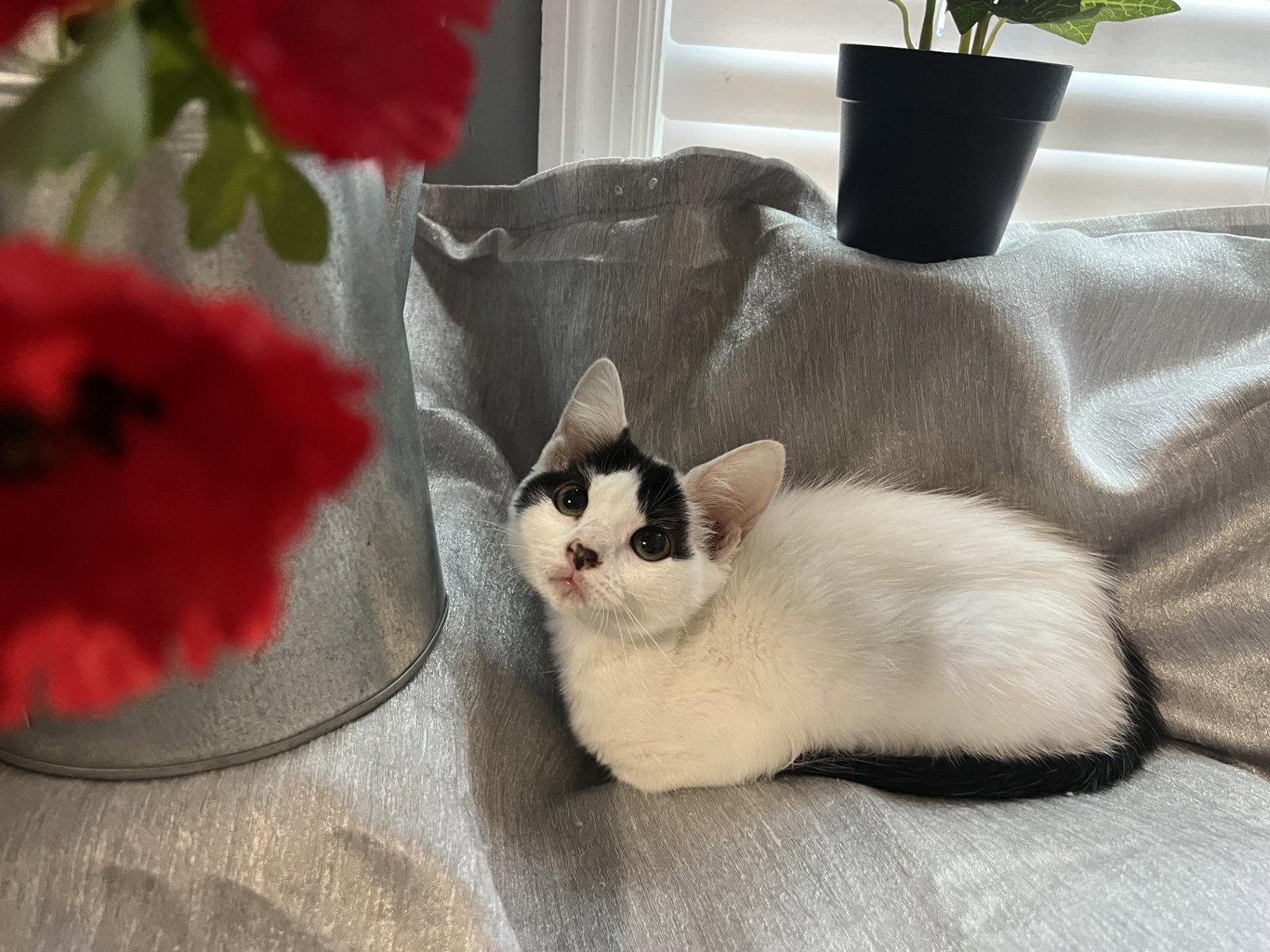 Enlarge Mitzi, a Adoptable Domestic Short Hair in Fayetteville, GA image 2/3