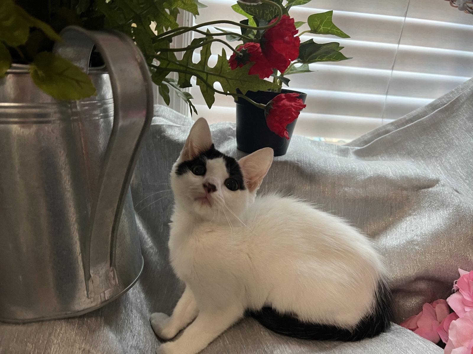 Enlarge Mitzi, a Adoptable Domestic Short Hair in Fayetteville, GA image 3/3