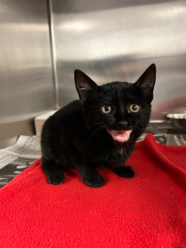 Sailor Moon, Adoptable, Kitten Female Domestic Short Hair.