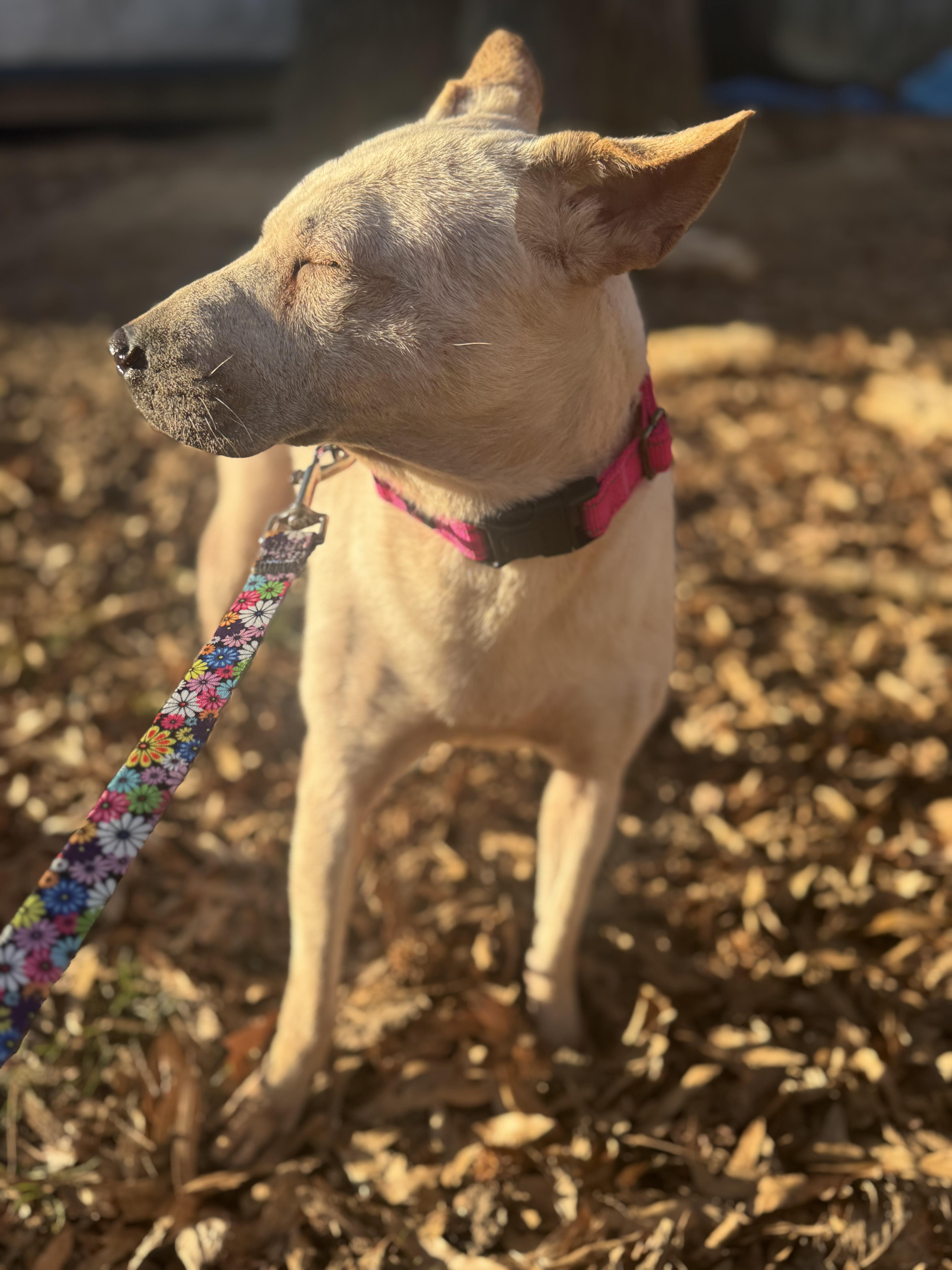 Juno, a Adoptable mixed breed in Fredericksburg, VA image 3/6