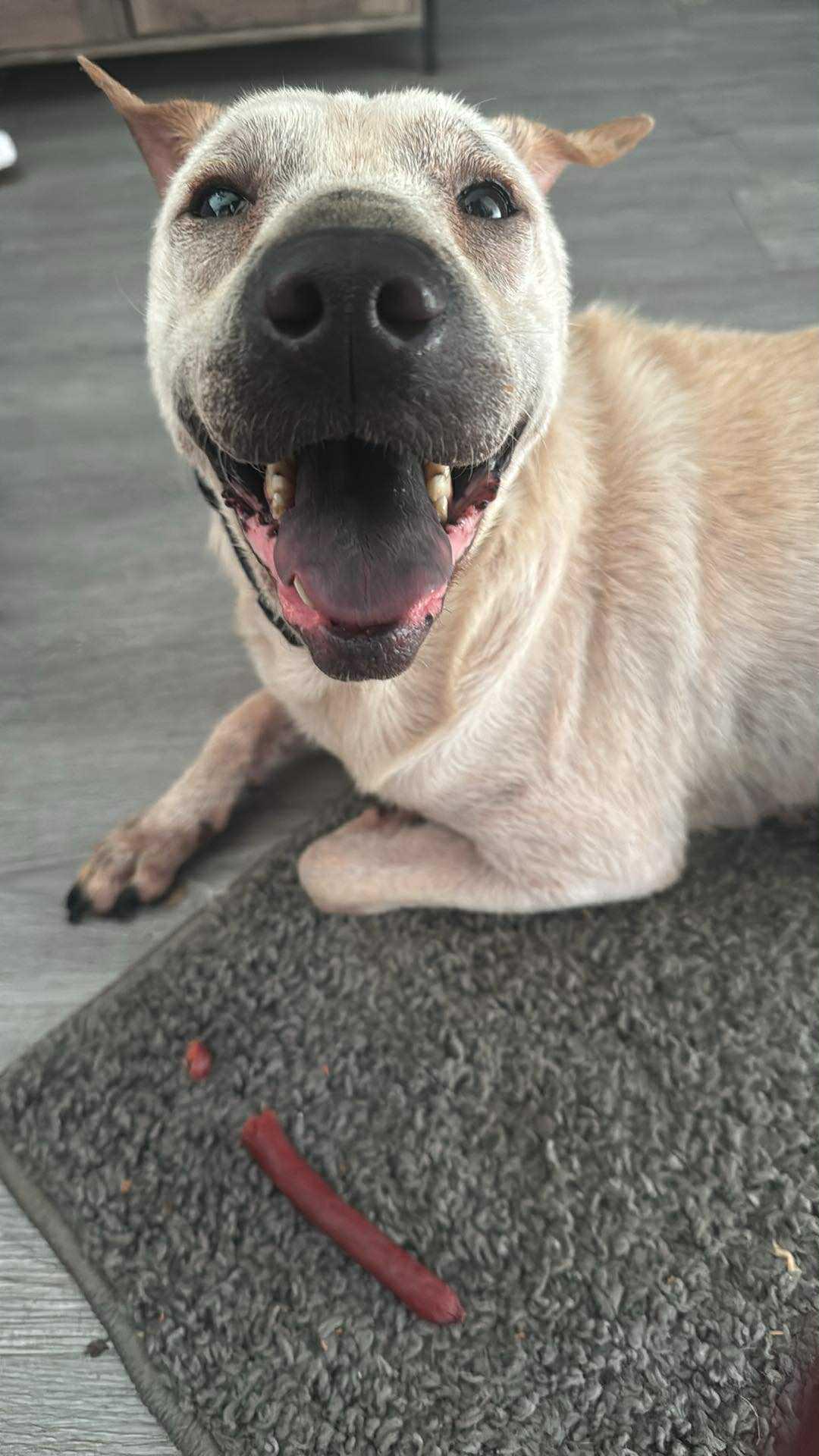 Juno, a Adoptable mixed breed in Fredericksburg, VA image 4/6