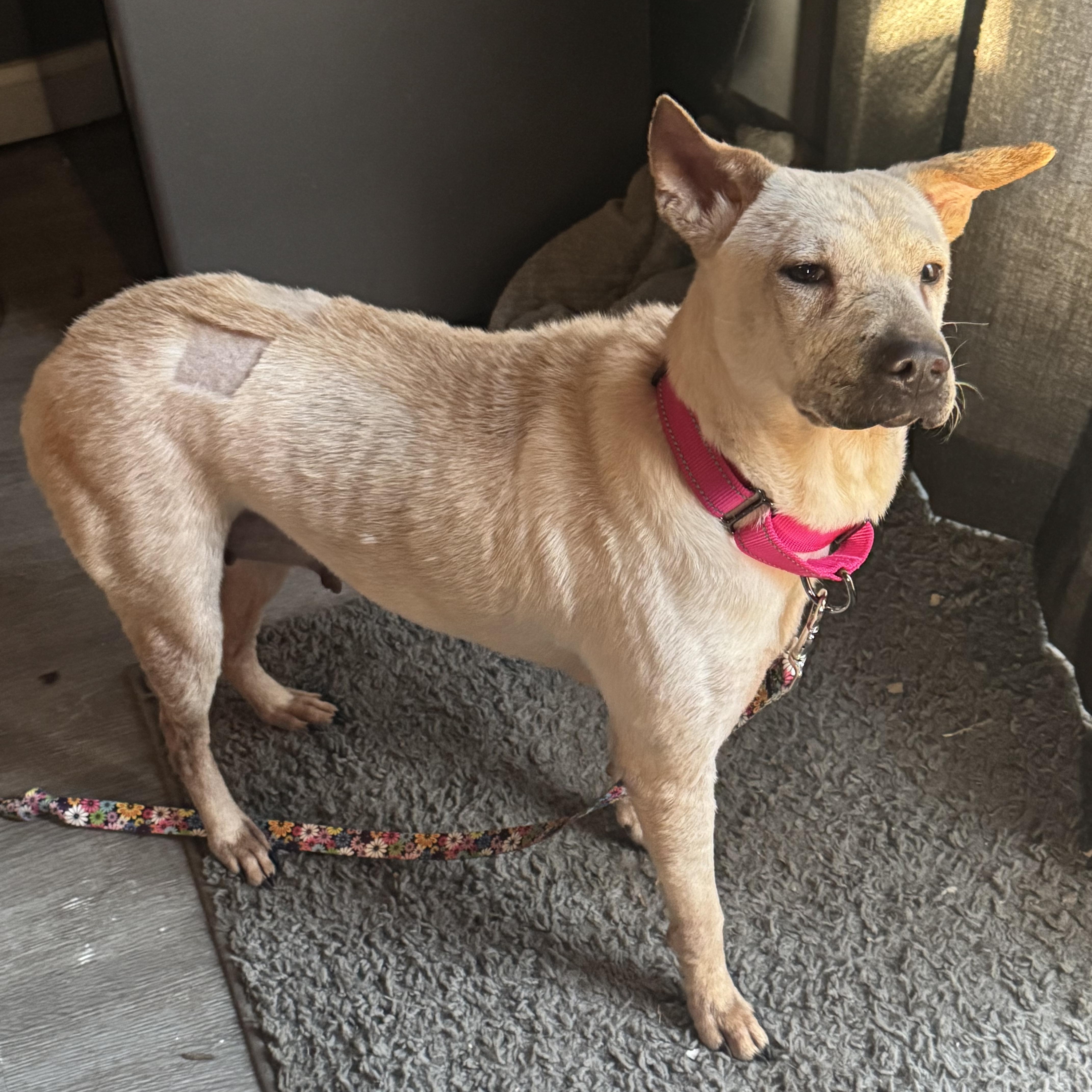 Juno, a Adoptable mixed breed in Fredericksburg, VA image 6/6