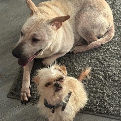 Juno, a Adoptable mixed breed in Fredericksburg, VA image 5/6