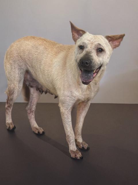 Juno, a Adoptable mixed breed in Fredericksburg, VA image 2/6