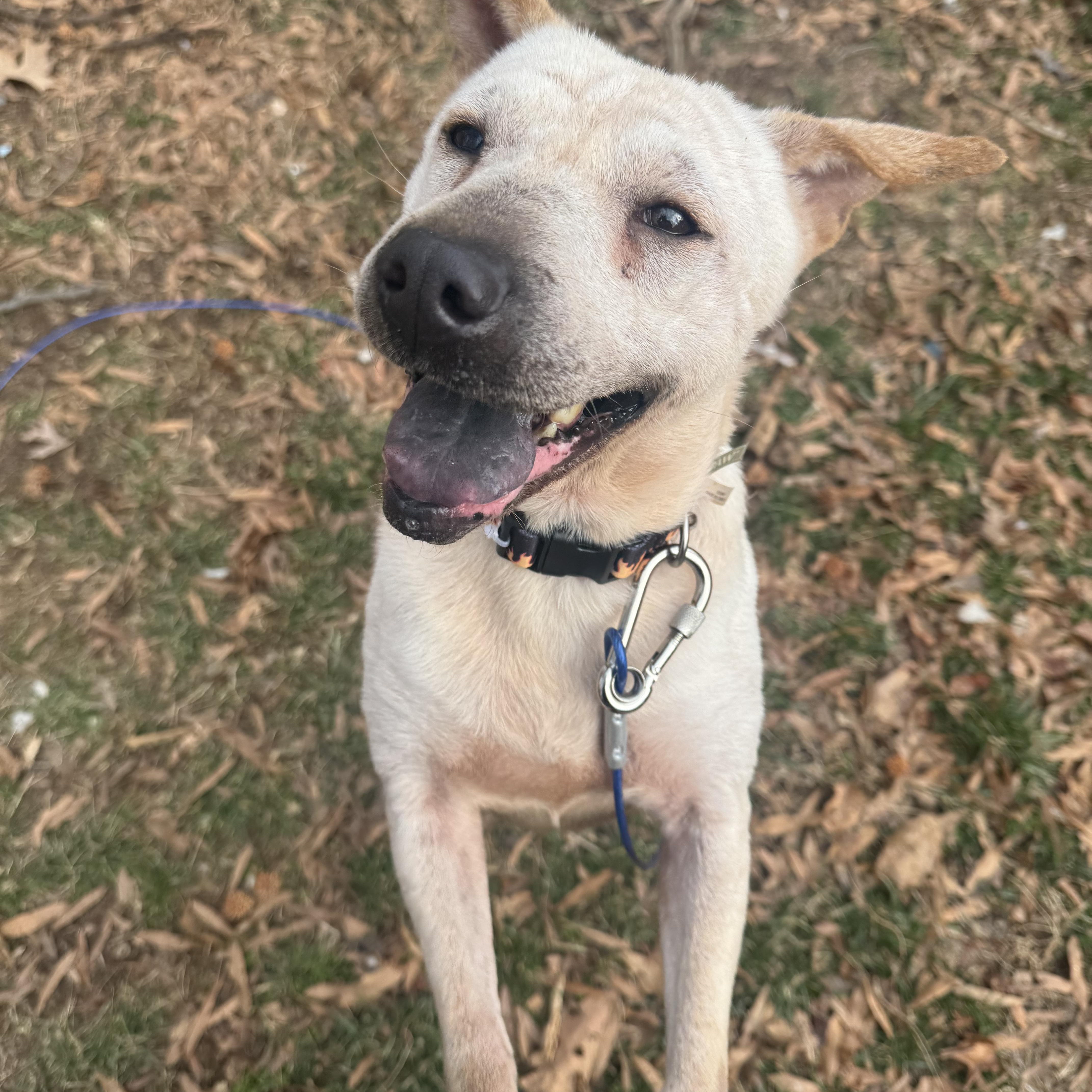 Juno, Adoptable, Adult Female Shar-Pei.