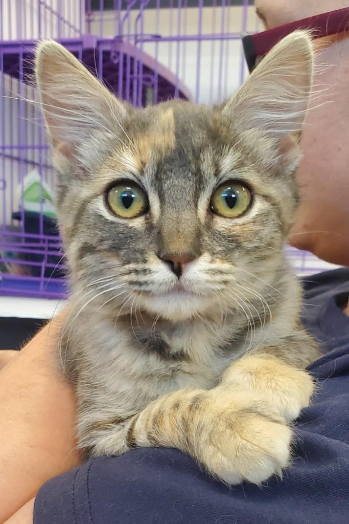 Sandy PA, Adopted, Kitten Female Domestic Medium Hair.