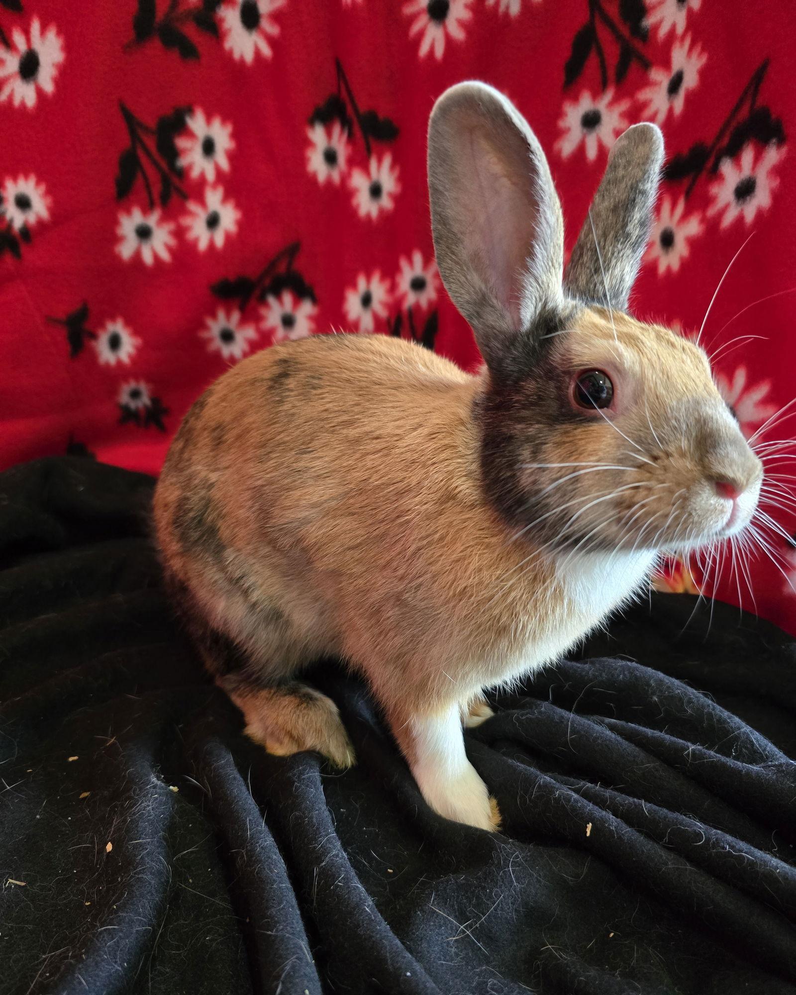 Tye, Adoptable, Young Male American.