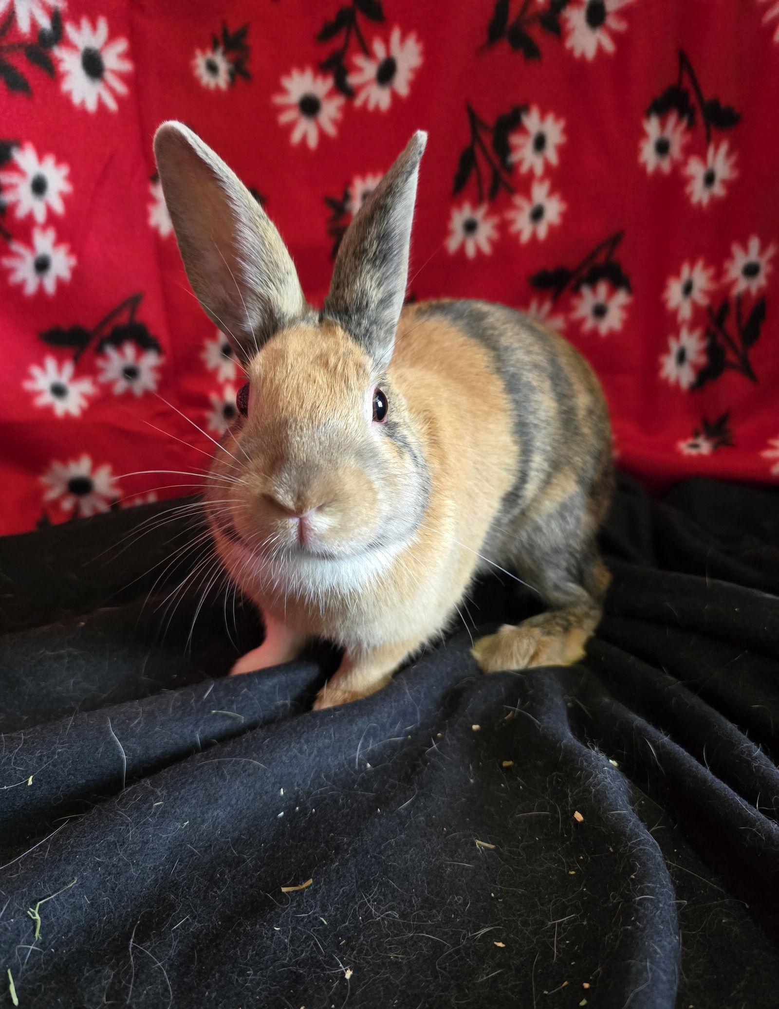 Enlarge Tye, a Adoptable American in Philadelphia, PA image 2/3