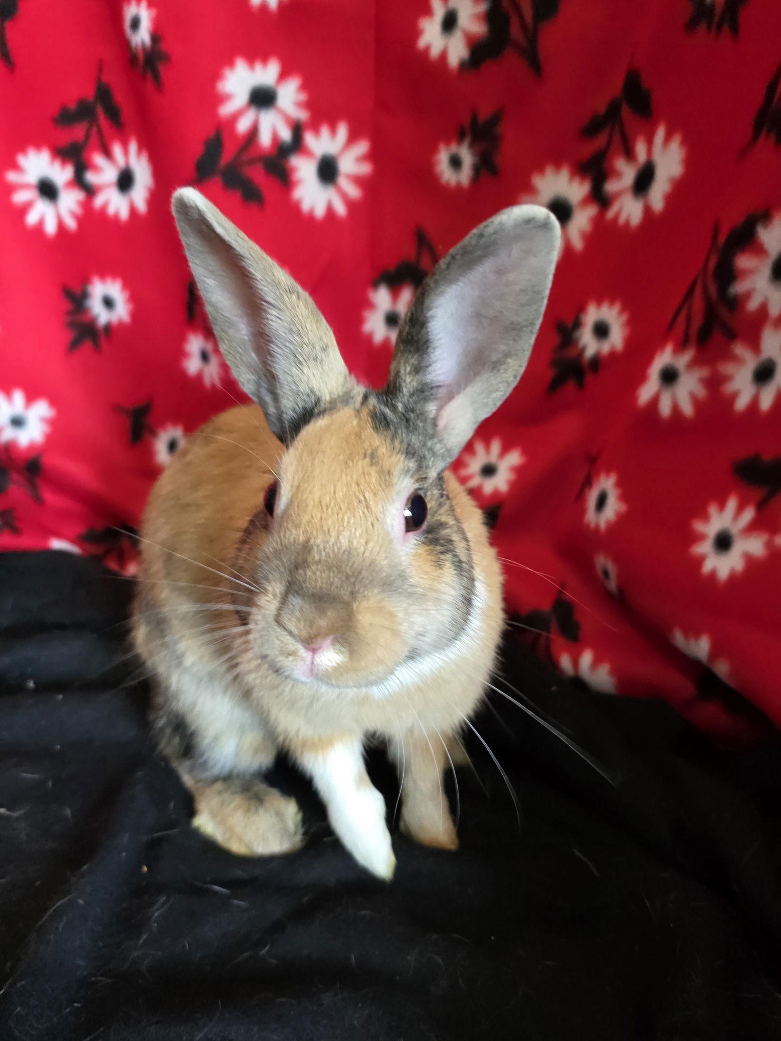 Enlarge Tye, a Adoptable American in Philadelphia, PA image 3/3