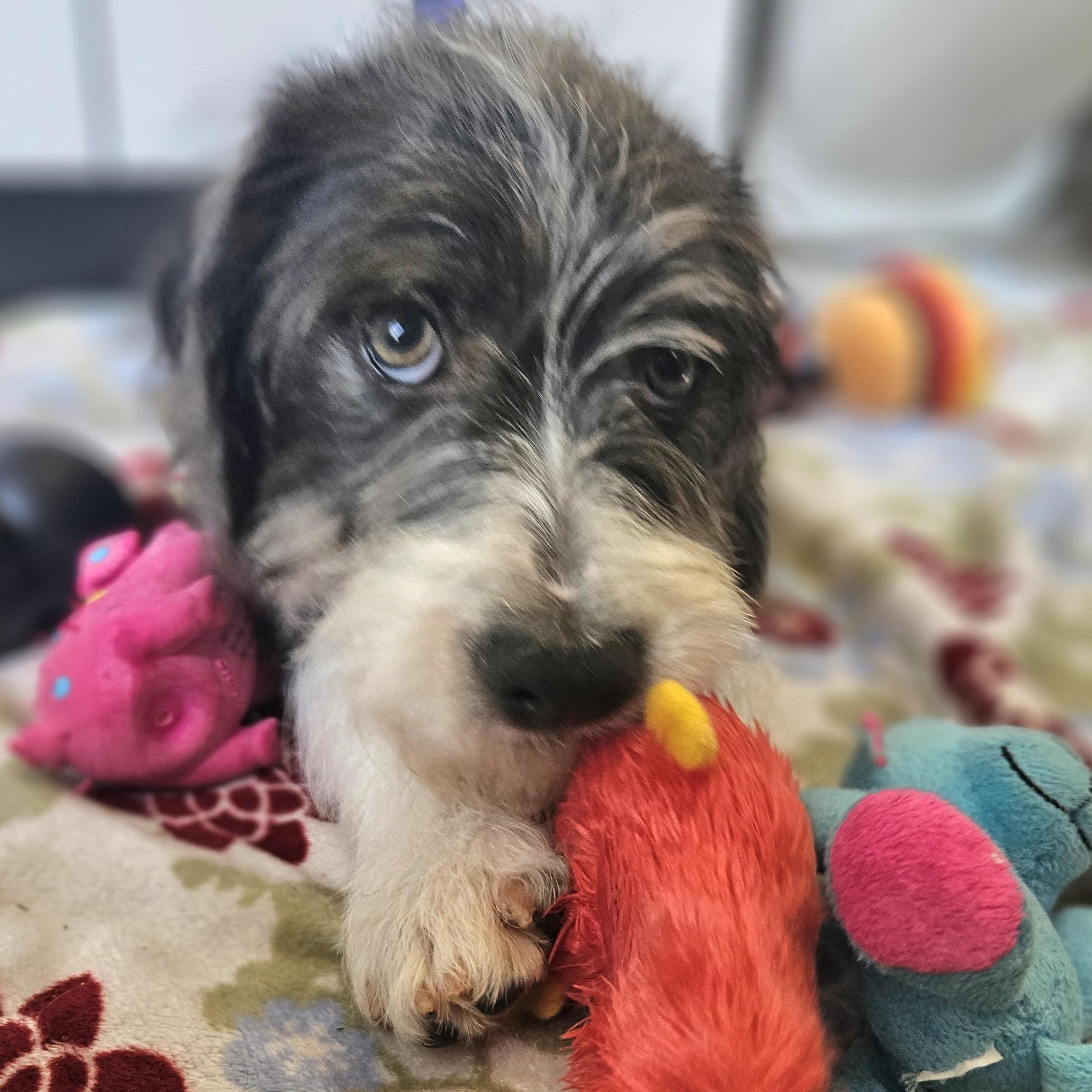 Walden UPDATE!, an adoptable Cockapoo, Boston Terrier in Livonia, MI, 48150 | Photo Image 5