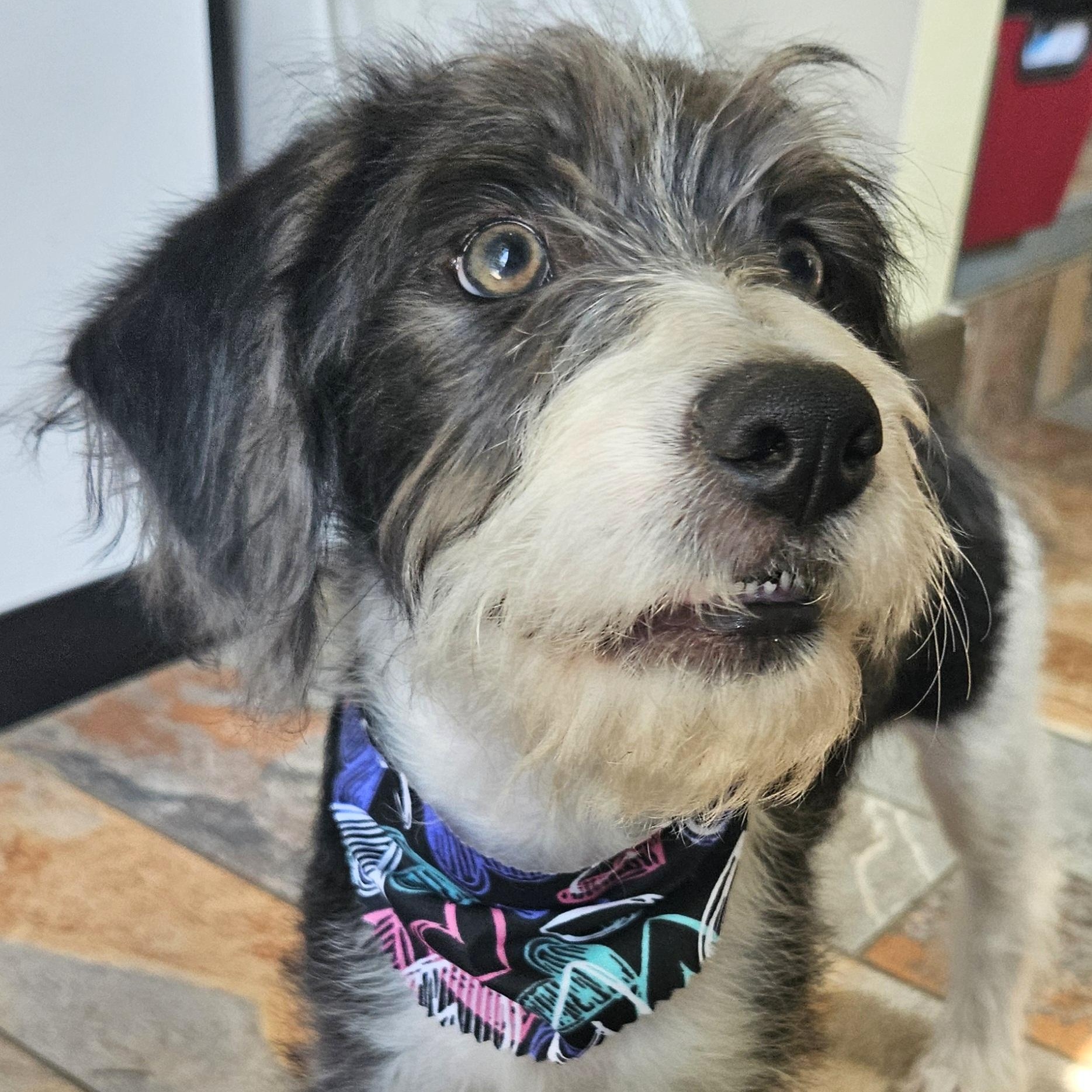 Walden UPDATE!, an adoptable Cockapoo, Boston Terrier in Livonia, MI, 48150 | Photo Image 4
