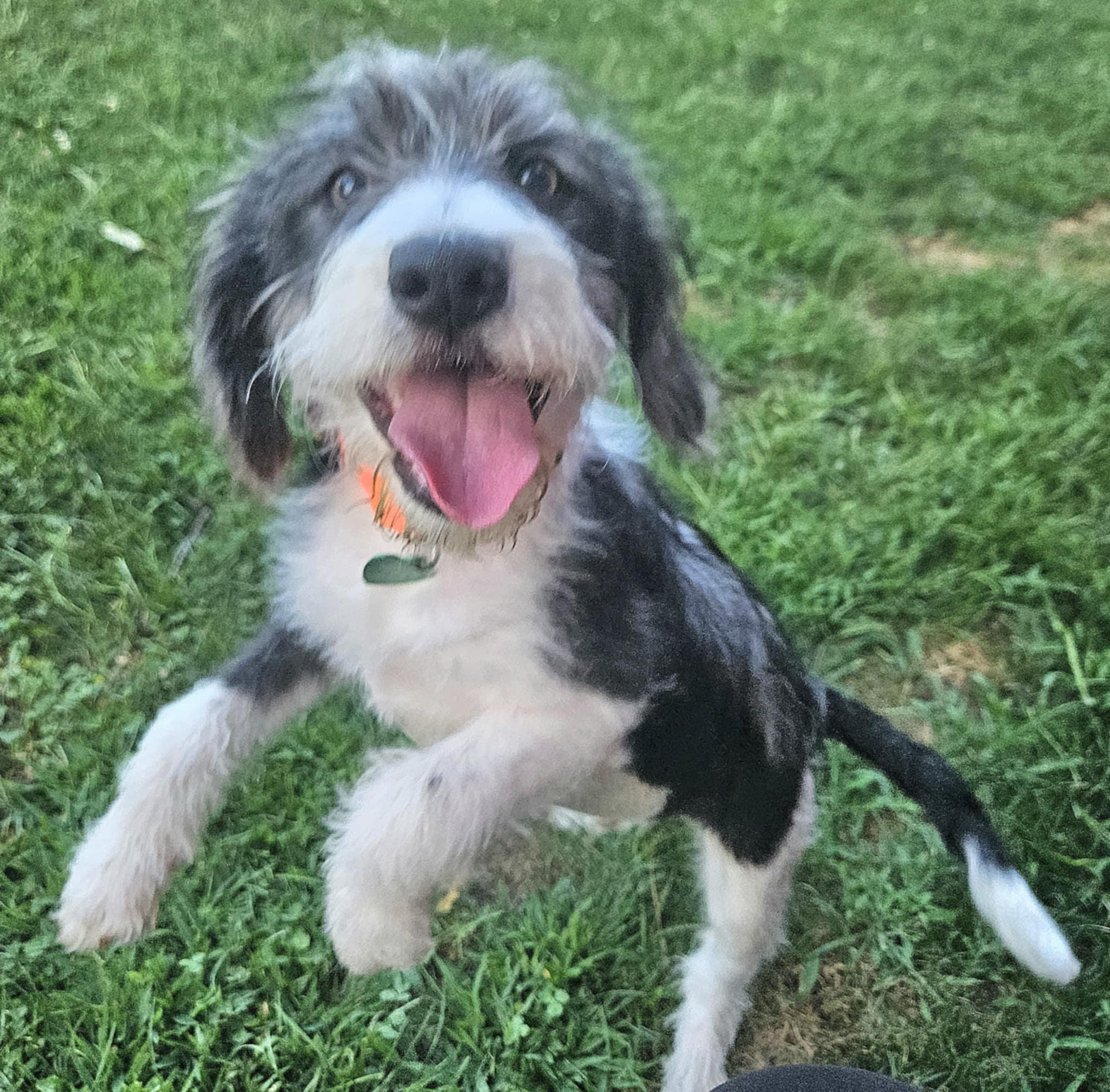 Walden UPDATE!, an adoptable Cockapoo, Boston Terrier in Livonia, MI, 48150 | Photo Image 3