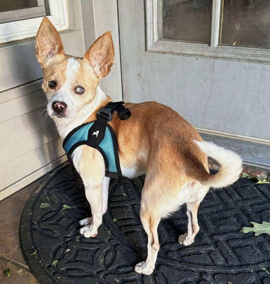 Truly TX, Adoptable, Senior Female Chihuahua.