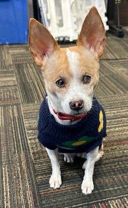 Truly Scrumptious TX, Adoptable, Senior Female Chihuahua.