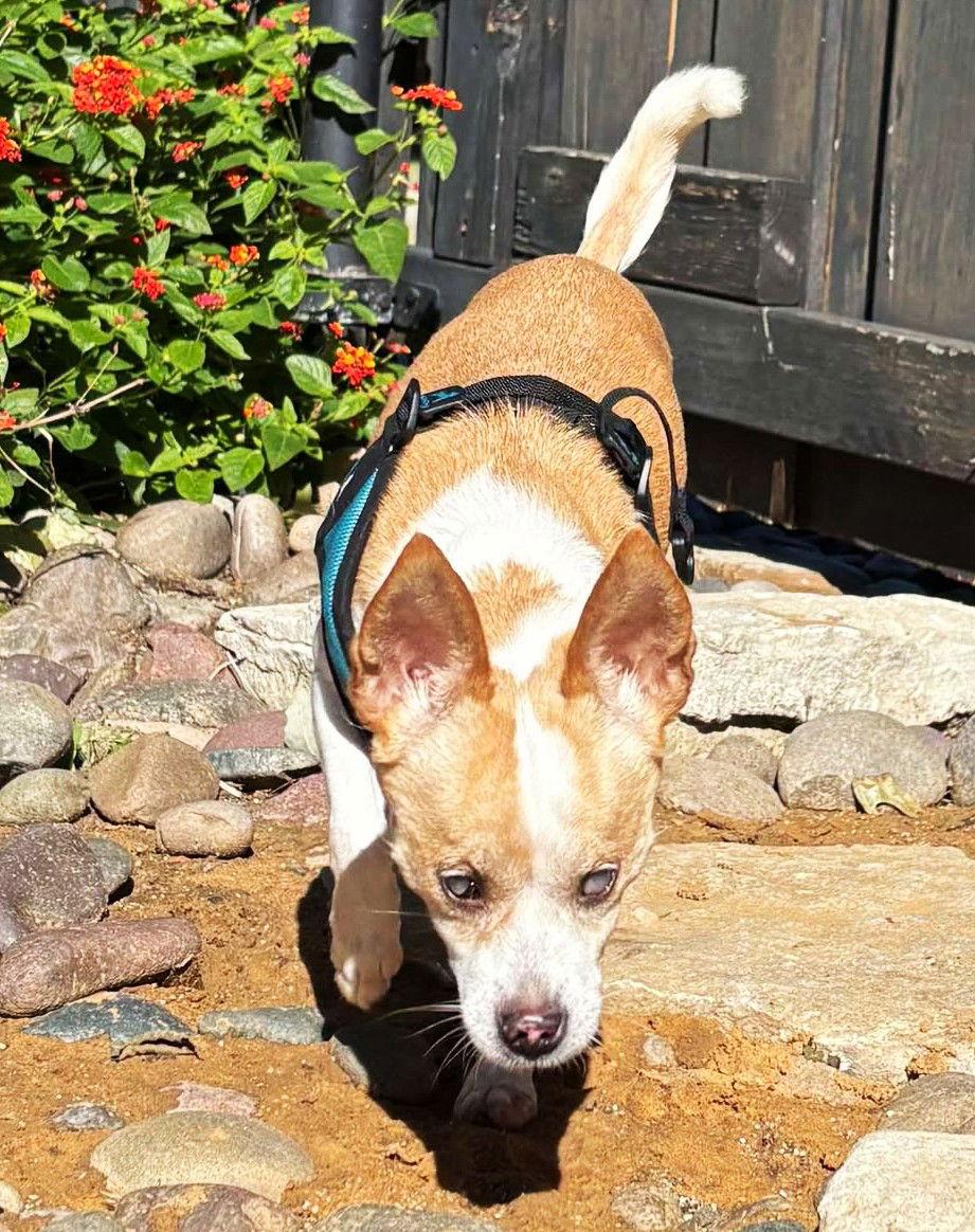 Enlarge Truly TX, a Adoptable Chihuahua in Boonton, NJ image 2/3